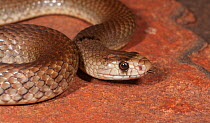 Western brown snake (Pseudonaja mengdeni) Karijini NP, Western Australia. September. Dangerously venomous species.