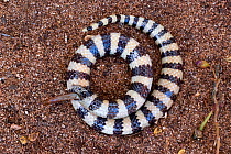 West coast banded snake (Simoselaps litoralis) dead after choking, endemic to west coast of Western Australia, Zuytdorp NP, Western Australia - October. Mildly venomous species.