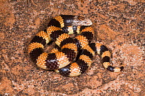 Southern Banded Snake (Simoselaps bertholdi) Lake Cronin Nature Reserve, Western Australia. Mildly venomous species.