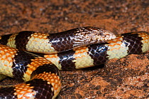 Southern Banded Snake (Simoselaps bertholdi) Lake Cronin Nature Reserve, Western Australia. Mildly venomous species.