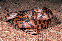 Rosen's snake (Suta fasciata) Carawine Gorge, Pilbara Region, Western Australia, September. Venomous species endemic to Australia.