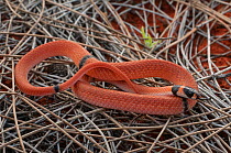 Ringed Brown Snake (Pseudonaja modesta) north of Alice Springs, Northern Territory , Australia. Dangerous Venomous species.