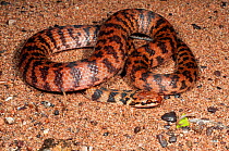 Rosen's snake (Suta fasciata) Carawine Gorge, Pilbara Region, Western Australia, September. Venomous species endemic to Australia.