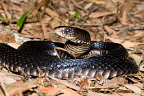 Red-bellied black snake (Pseudechis porphyriacus) shortly before sloughing its skin, Herbert River NP, north-eastern Queensland, Australia. Dangerous venomous species.