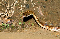 Pygmy mulga snake (Pseudechis weigeli) Mitchell Plateau NP, Kimberley, Western Australia. Dangerous venomous species.