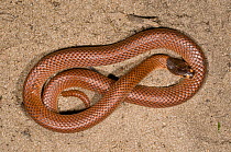 Gould's snake (Parasuta gouldii) Yanchep NP, Western Australia, Venomous species.