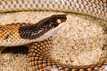 Gould's snake (Parasuta gouldii) Yanchep NP, Western Australia - January. Venomous species.