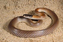 Gould's Snake (Parasuta gouldii) Yanchep NP, Western Australia - January. Venomous species.
