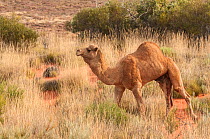 Dromedary camel (Camelus dromedarius) male, part of feral population. Little Sandy Desert, Western Australia.