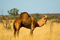 Dromedary camel (Camelus dromedarius) part of feral population, Little Sandy Desert, Western Australia, May.
