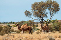 Dromedary camel (Camelus dromedarius) feral population Little Sandy Desert, Western Australia. May.