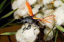 Jewel beetle (Temognatha duponti) taking off from Eucalyptus flowers. Dragon Rocks Nature Reserve, Western Australia. February.