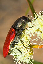 Jewel beetle (Temoghatha duponti) feeding on Eucalyptus flowers. Dragon Rocks Nature Reserve, Western Australia, February.
