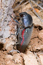 Jewel beetle (Temognatha ducalis) laying eggs. Endemic to southern half of Western Australia. Dragon Rocks Nature Reserve, Western Australia, February.