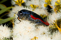 Jewel beetle (Temognatha ducalis) feeding on Eucalyptus flowers, Dragon Rocks Nature Reserve, Wheat-belt Region, Western Australia.