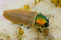 Jewel Beetle (Temognatha brucki) feeding on Melaleuca flowers, Lake Cronin Nature Reserve, Wheat-belt Region, Western Australia. February.