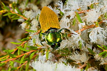 Jewel Beetle (Temognatha brucki) feeding on Melaleuca flowers, Lake Cronin Nature Reserve, Wheat-belt Region, Western Australia. February.