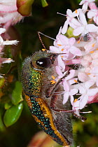 Roe's jewel beetle (Stigmodera roei) feeding on Pimelea flowers. Endemic of southern half of Western Australia. Yanchep National Park, Perth, Western Australia, October.
