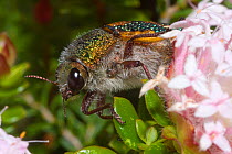 Roe's jewel beetle (Stigmodera roei) feeding on Pimelea flowers, endemic to southern half of Western Australia, Yanchep National Park, Perth, Western Australia, October.