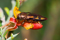 Jewel beetle (Melobasis gloriosa) feeding on Jacksonia flower. Stirling Range National Park, Western Australia, December.