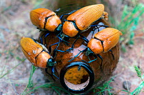 Jewel beetles (Julodimorpha bakewelli) males attempting to mate with a discarded beer bottle. Females of this species are flightless and considerably larger than the males, hence the attraction what t...