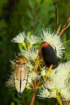 Jewel beetles (Temoghatha parvicollis and Temognatha chevrolati) feeding side by side on Eucalyptus flowers, Dragon Rocks Nature Reserve, Western Australia, February.