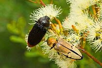 Jewel beetles (Temoghatha parvicollis and Temognatha chevrolati) feeding side by side on Eucalyptus flowers, Dragon Rocks Nature Reserve, Western Australia, February.