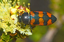 Jewel beetle (Castiarina subtirfasciata) mating on a Melaleuca flower, Stirling Range National Park, Western Australia, December.