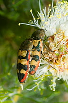 Jewel beetle (Castiarina simulata) mating on a Melaleuca flower, Lesueur National Park, Western Australia, October.