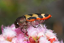 Jewel beetle (Castiarina simulata) feeding on a Verticordia flower, Stirling Range National Park, Western Australia, December