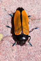 Jewel beetle (Castiarina parallelipennis) Mt Frankland National Park, Western Australia, February