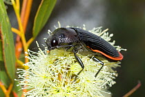 Jewel beetle (Temoghatha parvicollis subsp. andromeda) feeding on Eucalyptus flowers. Dragon Rocks Nature Reserve, Wheat-belt Region, Western Australia, February.