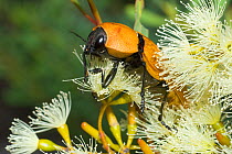 Jewel beetle (Temognatha heros) feeding on Eucalyptus flowers, Lake Cronin Nature Reserve, Western Australia, February.