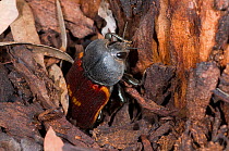 Jewel beetle (Temognatha duponti) laying eggs, Dragon Rocks Nature Reserve, Western Australia, February.