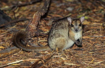 Monjon (Petrogale burbidgei) at night Mitchell National Park, Western Australia.