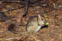 Monjon (Petrogale burbidgei) at night feeding, Mitchell National Park, Western Australia.