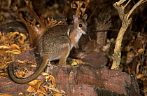 Wilkins rock wallaby (Petrogale wilkinsi) at night Litchfield National Park, Northern Territory, Australia. August .