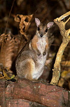 Wilkins rock wallaby (Petrogale wilkinsi) at night Litchfield National Park, Northern Territory, Australia. August .