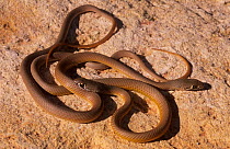 Narrow-headed whipsnake (Demansia angusticeps) two juveniles, Edgar Range, Kimberley, Western Australia. Venomous species.