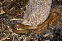 King brown snake (Pseudechis australis) King Leopold Range NP, Kimberley, Western Australia, May. Dangerously venomous species.