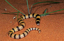 Desert banded snake (Simoselaps anomalus) in sand dunes, Rudall River National Park, Western Australia, July. Mildly venomous species.