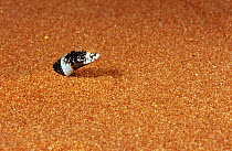 Desert banded snake (Simoselaps anomalus) emerging from sand dune, Rudall River National Park, Western Australia, July. Mildly venomous species.