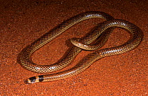 Black-naped burrowing snake (Neelaps / Simoselaps bimaculatus) Great Victoria Desert, Western Australia, November, Mildly venomous species.