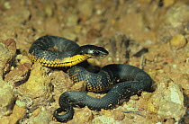 Western tiger snake (Notechis scutatus subsp. occidentalis) juvenile, Stirling Range National Park, Western Australia, October. Dangerously venomous species.
