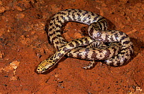 Rosen's snake (Suta fasciata) Western Australia, May. Venomous species.