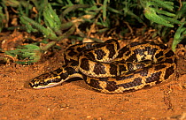 Rosen's snake (Suta fasciata) Charles Darwin Reserve, Western Australia, September, Venomous species