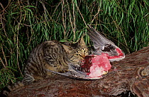 Feral Cat (Felis catus) feeding on Galah cockatoo carcass (Cacatua roseicapilla) Darling Range, Western Australia, September