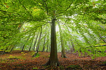 European beech tree (Fagus sylvatica). in woodland, Serrahn, Muritz-National Park, World Natural Heritage site, Germany, Europe. October 2015.