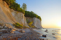 Chalk cliffs at Pirate bay on the Limestone coast of the Baltic Sea. Ruegen, Jasmund National Park, Ancient Beech Forest (Fagus sylvatica) UNESCO Heritage Site, Germany, Europe. May 2016.