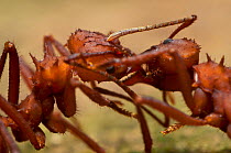 Leaf Cutter ant (Atta sp.) Trophallaxis. Parc National du Guadeloupe. Jan 2016
